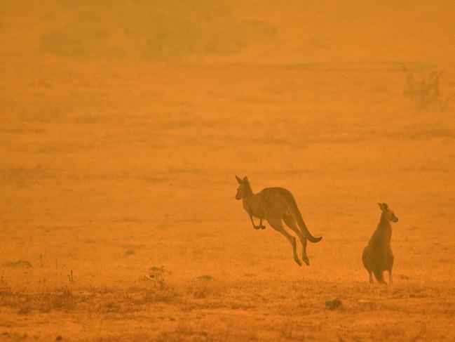 After ensuring your own plans, make plans for animals and pets. Picture: Saeed Khan / AFP