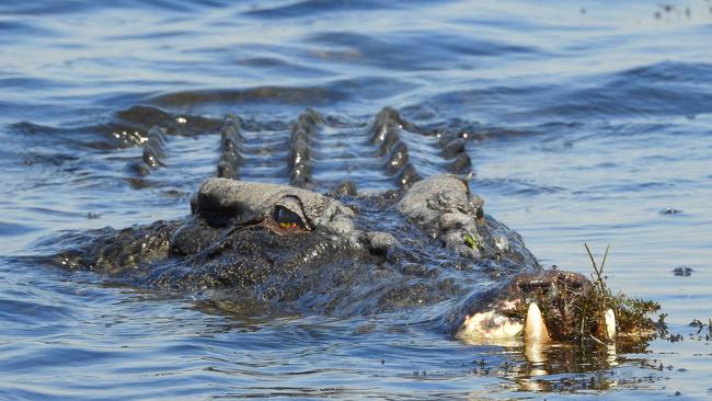 A demon croc with the top of its jaw missing was snapped by fishing expert Alex Julius while fishing at a remote lagoon in Kakadu. Picture: Alex Julius