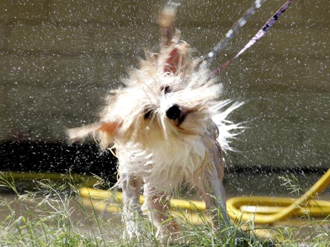 08 Feb 2005 Rufus De Milo at the RSPCA refuge being cooled down with a water hose in hot weather. picdavid/kelly qld animals dogs dog