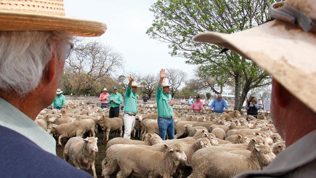 Hot start: Prices for young ewes pushed past the $300 mark at the Hay sheep sale last week.