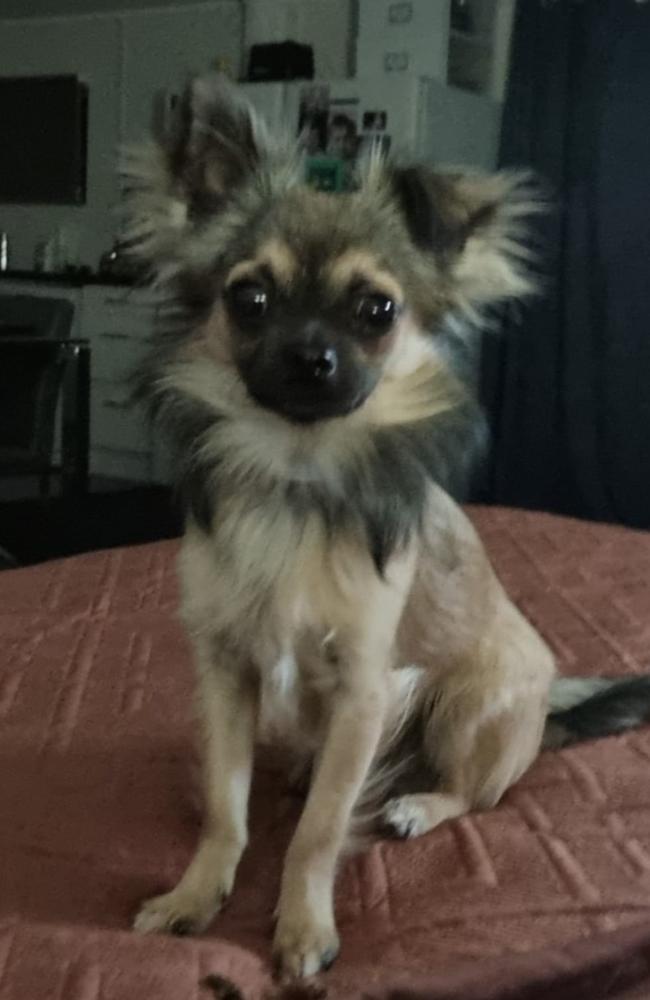 Harley: Suez Plaisted's 2 year and 8 month old Long-haired Chihuahua