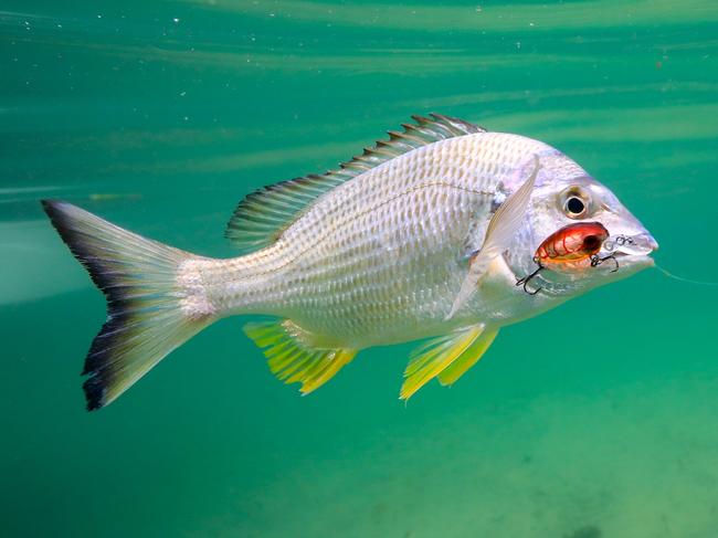 One of Al’s winter secret techniques id to berley a sandflat then cast lures for bream. Picture: Al McGlashan