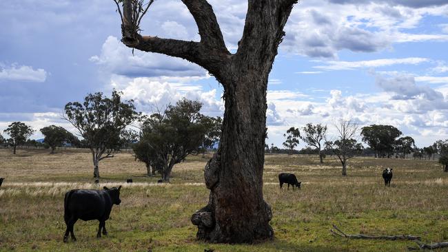 Tamworth in NSW has been named one of the cheapest places to invest in property with good growth prospects. Image: Brendan Esposito.