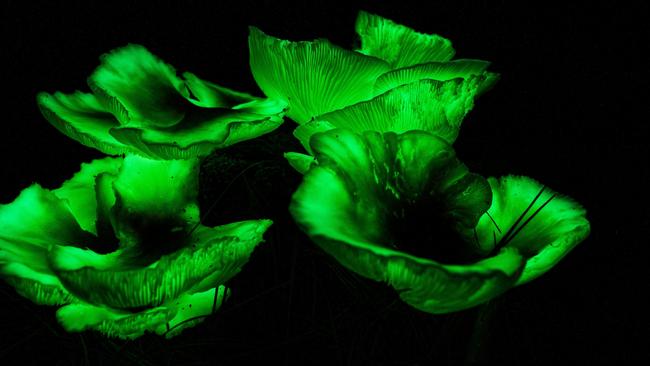 Thousands are expected to take a trip down Ghost Mushroom Lane in a South East pine forest near Mount Gambier. Picture: Alex Window