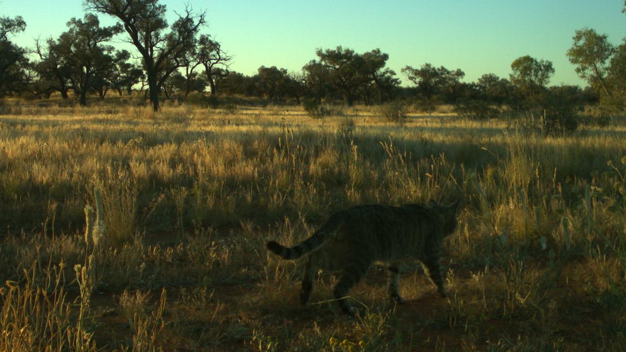 Researchers believe the bushfires have benefited feral cats. Picture: Emma Spencer