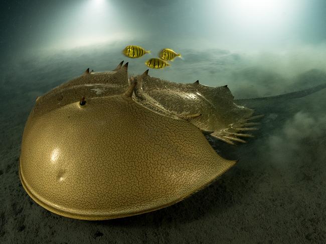 This shot of a tri-spine horseshoe crab was the overall winner. A prehistoric species that has survived for more than 100 million years, the crab now faces habitat destruction and overfishing for food and for its blood, which is used in vaccines. Picture: Laurent Ballesta/Wildlife Photographer of the Year