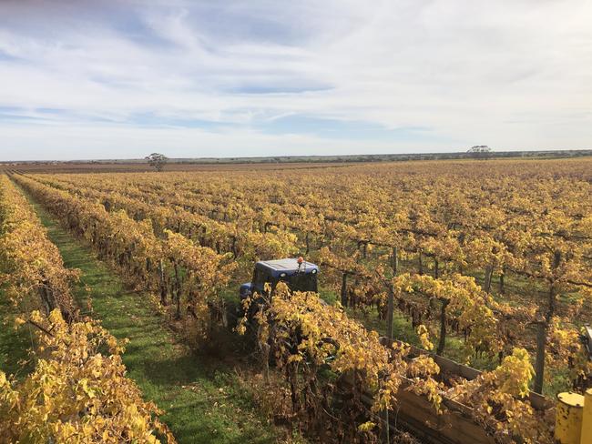 Murray River Organics 2020 grape harvest. Picture: SUPPLIED