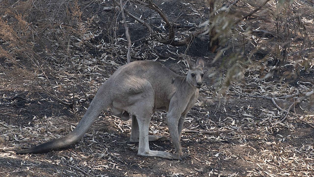 Kangaroos are seeking refuge in housing estates after their food sources were wiped out in the Plenty Gorge bushfire. Picture: Ellen Smith