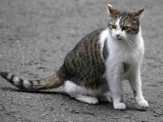 Cats will be under strict regulation in Mount Barker from next year. Picture: Tolga Akmen/AFP
