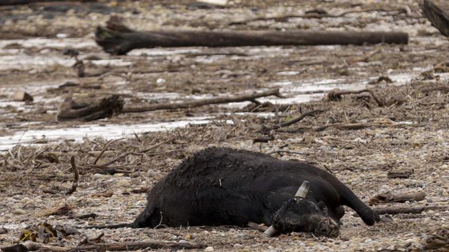 Bull has washed up on a East Devonport beach.Picture: Grant Viney