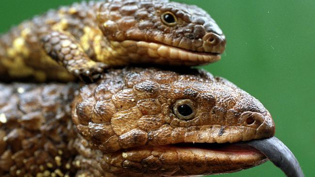 THREATENED: Sleepy lizards in the Murray Mallee are showing signs of anaemia due to chemical contamination.
