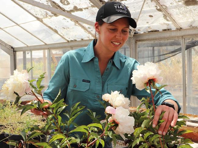 University of Tasmania researcher, Celia van Sprang, with a bunch of harvested peony flowers. The root of the peony flower is used in traditional Chinese medcine. Picture: Jemima Hamer