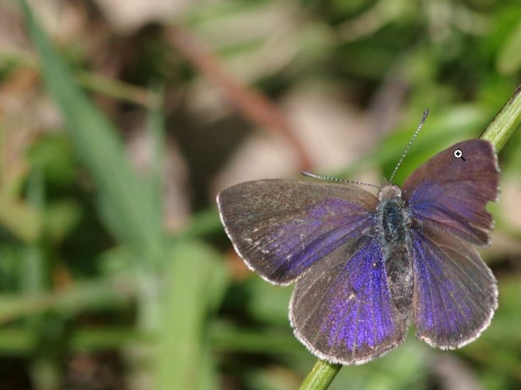 Little Blue butterfly shot at Long Hollow Heathland Beaumaris. Two years after the worst bushfires in history tore through the region, conservationists are battling to save seven endangered butterflies, found in East Gippsland. Picture: Dr Luis Mata