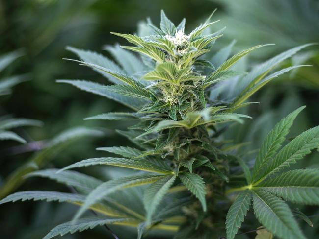 A marijuana plant is seen at the BOL (Breath Of Life) Pharma greenhouse in the country's second-largest medical cannabis plantation, near Kfar Pines in northern Israel, on March 9, 2016. The recreational use of cannabis is illegal in the Jewish state, but for the past 10 years its therapeutic use has not only been permitted but also encouraged. Last year, doctors prescribed the herb to about 25,000 patients suffering from cancer, epilepsy, post-traumatic stress and degenerative diseases. The purpose is not to cure them but to alleviate their symptoms. Forbidden to export its cannabis plants, Israel is concentrating instead on marketing its agronomic, medical and technological expertise in the hope of becoming a world hub in the field.  / AFP PHOTO / JACK GUEZ