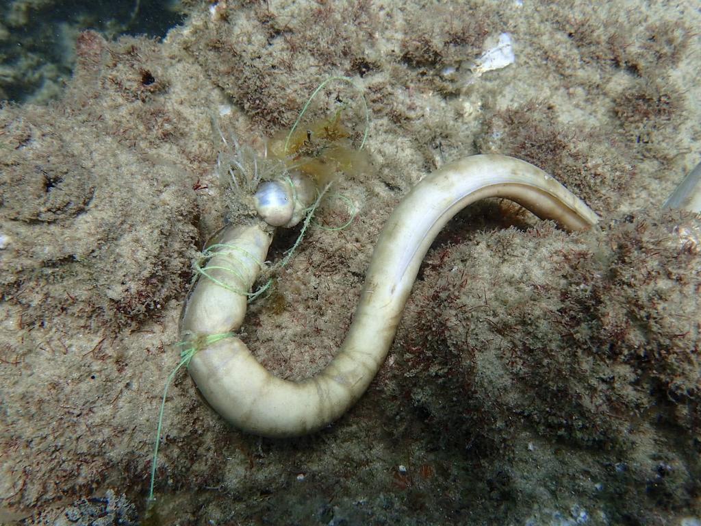 Moray eel caught in discarded fishing line. Picture: supplied 