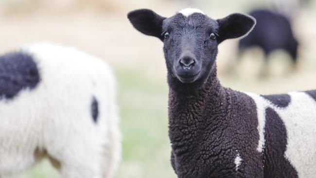 Lamb prices have seen little improvement at saleyard auctions in the past week as major processors continue to maintain their supply. Picture: Chloe Smith