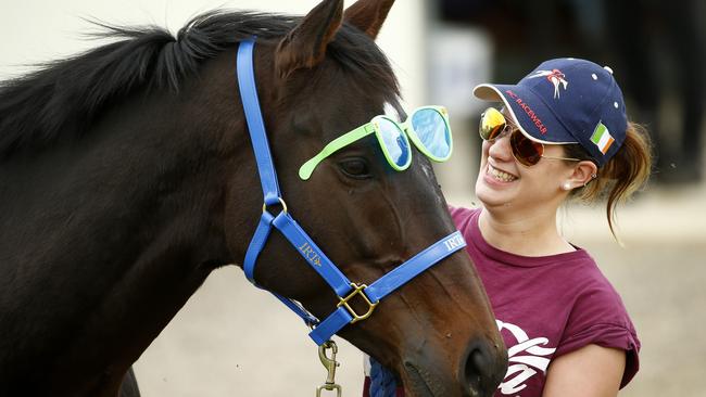 Melbourne Cup runner Max Dynamite with travelling groom Rachel Robins wearin a pair of oversized sunglasses to help combat the Australian flies. , Melbourne. ,15th October 2015. Picture: Colleen Petch.