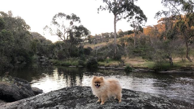 A brazen dognapper has swiped a miniature pomeranian from an unlocked car in Brunswick East sparking an urgent dog hunt.