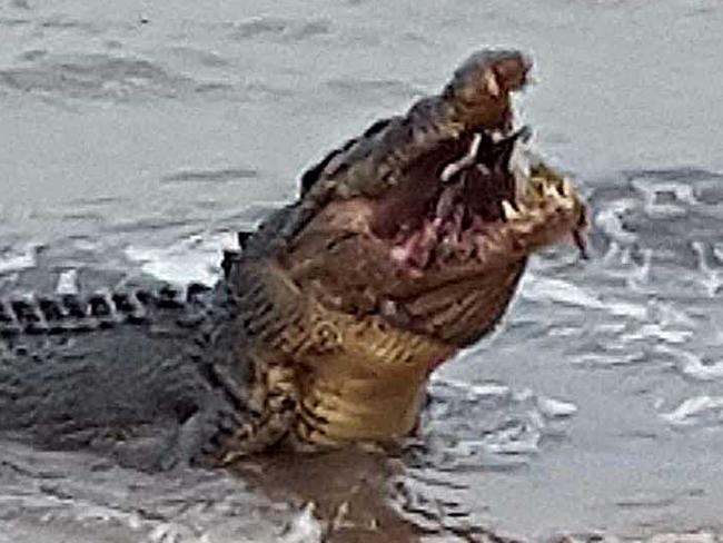 A large 4.5 metre saltwater crocodile, which the locals have nicknamed Bismark, chomps down on a green sea turtle on the beach near the jetty at Cardwell. Photo taken on Tuesday, January 19. Picture: Denise Stewart