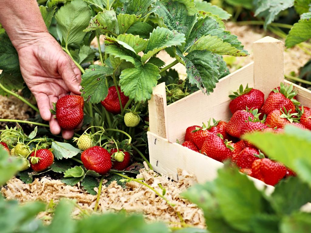 How to grow your own strawberries | The Australian