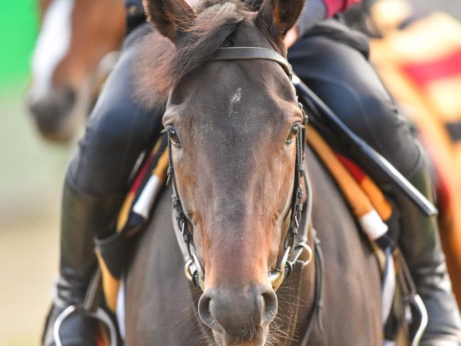 Tiger Moth will contest the Melbourne Cup at just his fifth start. Picture: Racing Photos via Getty Images