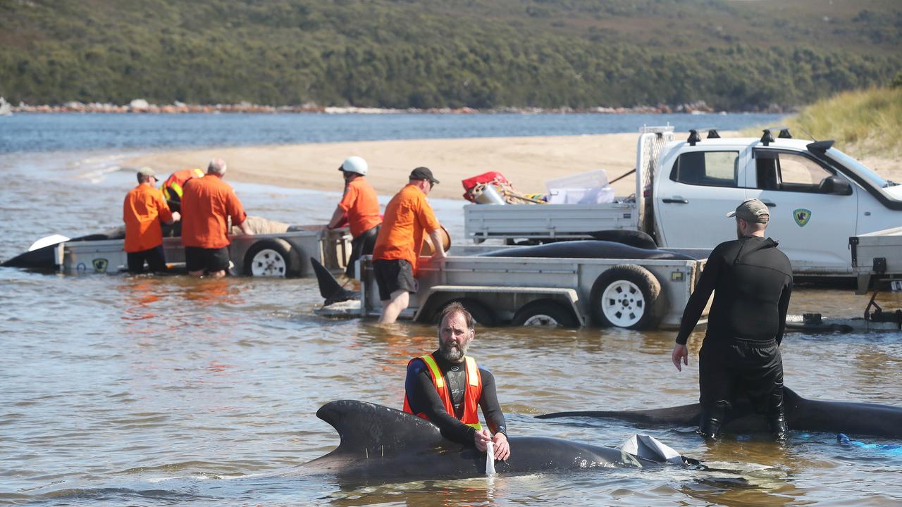 Rescue mission of surviving whales. Stranding of over 200 pilot whales at Macquarie Heads near Strahan Tasmania. Picture: Nikki Davis-Jones