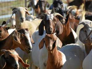 This season Bruce Routledge has about 250 goats on his farm. Picture: Madeline Grace