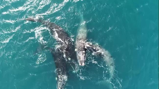 Whales swimming at Encounter Bay, South Australia. Video: Taylor Napper/ @lifeofmydrone and @Taylorn