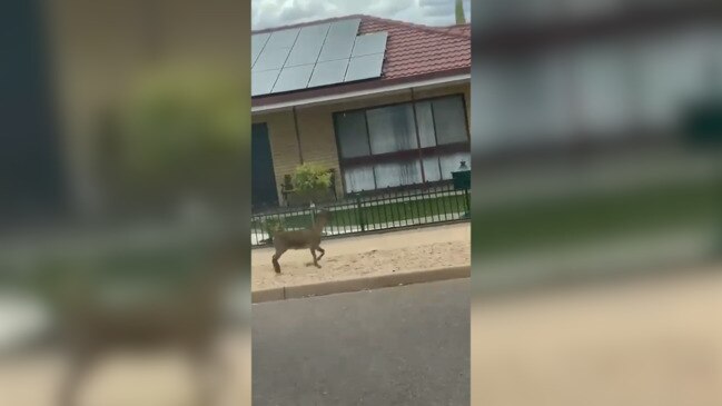 Port Augusta goat struts the street