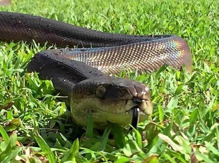 Clash of the pythons: Two snakes battle it out in shower before Qld mum  intervenes