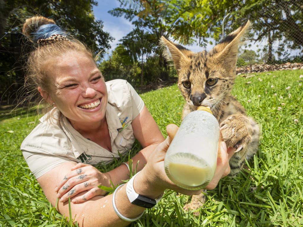 Mowgli the Serval Cat gets up close with keeper Bec Roskilley at Wildlife HQ on the Sunshine Coast. Picture: Lachie Millard