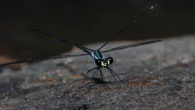 This cool dragonfly was spotted on the Coast.