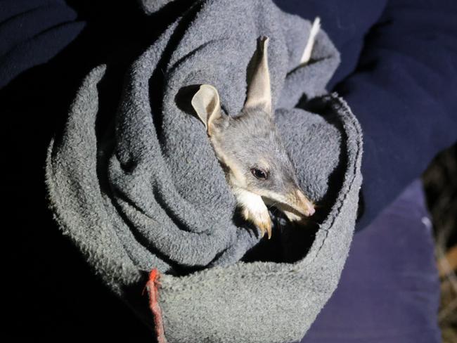 Bilby that was found during a recent survey. Picture: Supplied