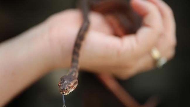 Come face-to-face with some of our native reptiles. Picture: Alex Coppel.