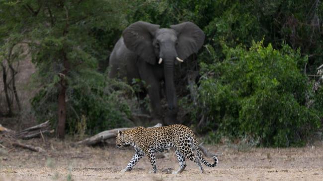 Two of the Big Five right there: a Tyson Mayr travel snap in Africa.