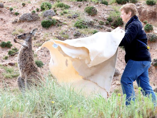 Fauna Rescue SA’s Anne Bigham approaches the kangaroo. Picture: Stephen Laffer