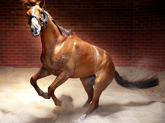 Hawkspur. Caulfield Cup favourite. Hawkspur. Picture Wayne Ludbey.