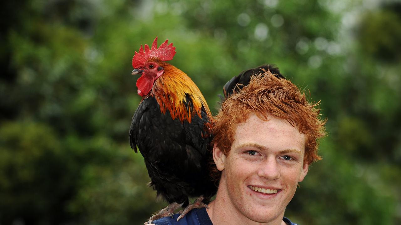 The Rooster was drafted as a rookie.