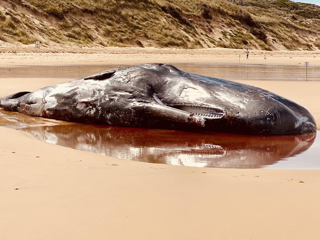 A sperm whale washed up on Phillip Island. Picture: Twitter/Claire Wylie