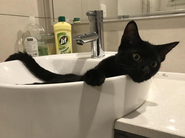 Buy expensive cats beds, sleeps in the bathroom sink. Picture: Alex Field
