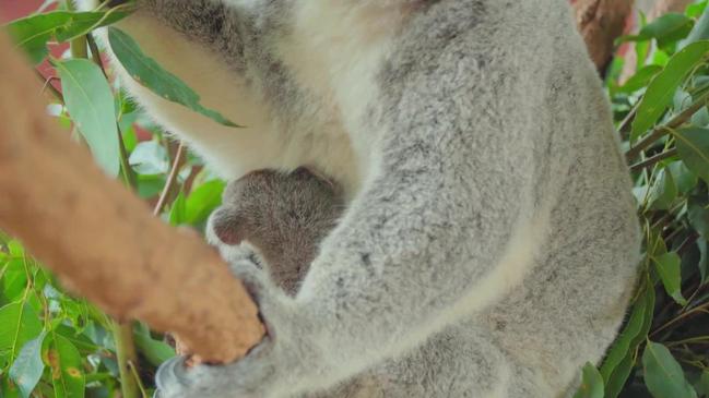 Newborn Koalas at Australia Zoo