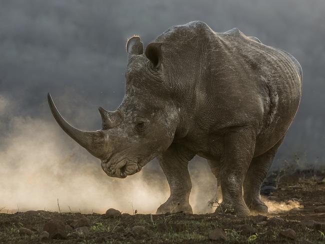 Remembering Rhinos: Hendri Venter (White rhino, South Africa) www.rememberingrhinos.com/kickstarter
