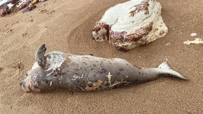 An Environment Department spokeswoman said the dugong had likely been separated from its mother during a recent storm and was unable to survive. Picture: Simon Walford