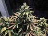 SA business leader’s medical cannabis dreams go up in smoke