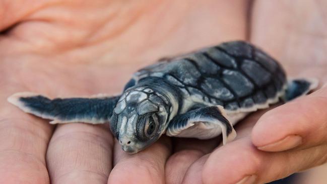 Hatching plans to save our sea turtles | NT News