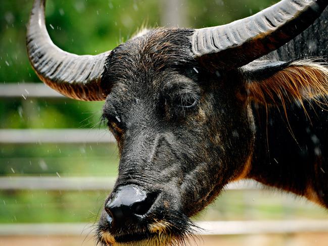 The adult buffalo that will join the calves in the new exhibit at the Territory Wildlife Park.