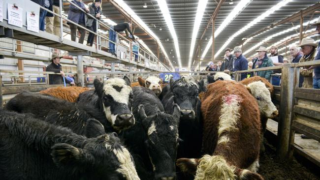 Good returns: Heavy steers weighing more than 600kg sold for 365-385c/kg at the Pakenham store cattle sale, which was supported by northern feedlot buyers.