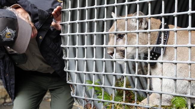 Kim Chandler from the US Fish and Wildlife Service getting up close and personal with a cougar — not an eastern cougar — in Seattle in 2009. Picture: AP / Kevin P. Casey