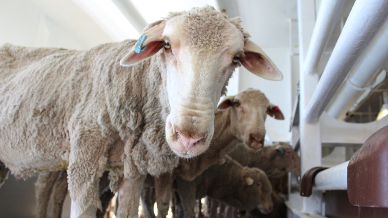 Export ship carrying thousands of livestock will dock in WA after 25 days at sea