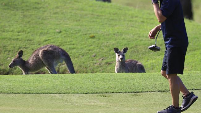 Kangaroos graze near golfers at the Arundel Hills golf course, where a woman was attacked on Friday. Picture: Adam Head